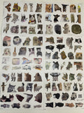 100 pcs Pet Meme Sticker