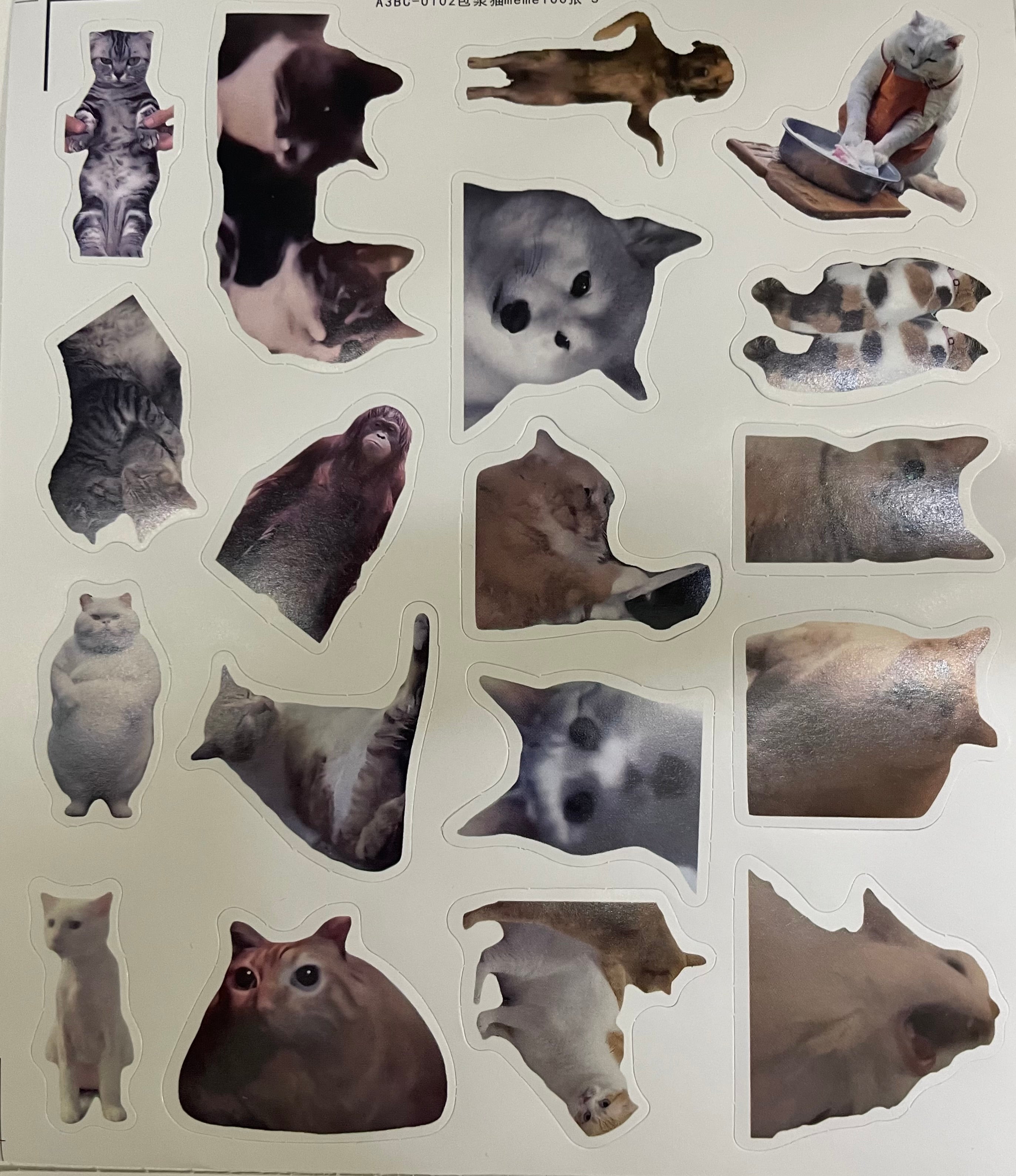 100 pcs Pet Meme Sticker
